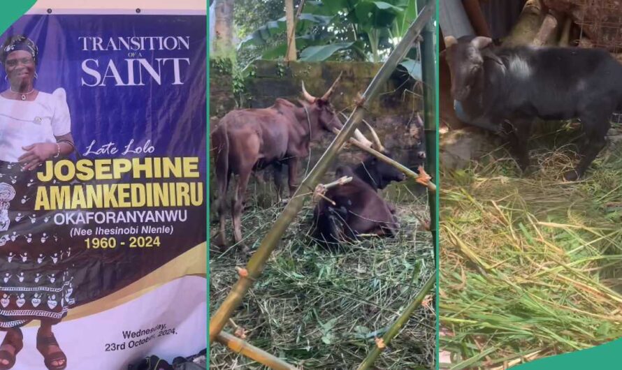 Lady Shares Video of 5 Cows Her Family Will Use During The Burial Ceremony of Her Mother