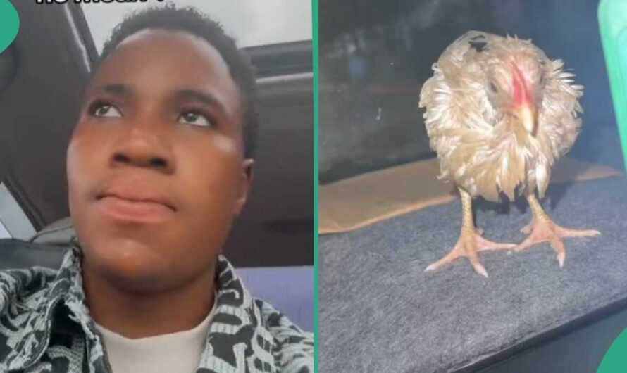 Man Trends Online After Rescuing Stranded Chicken Under Heavy Rain And Putting it in His Jeep