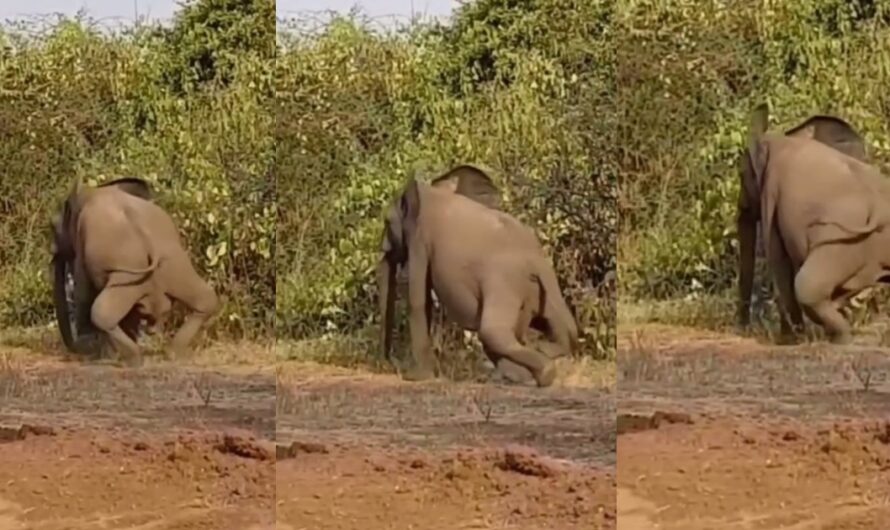 Bow-legged elephant captivates netizens, sp@rks reactions (WATCH)